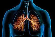 have been developed to derive
various types of lung cells from iPS