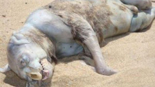 Mysterious Unexplained Creatures Found on the Beach Mysterious Unexplained Creatures Found on the Beach