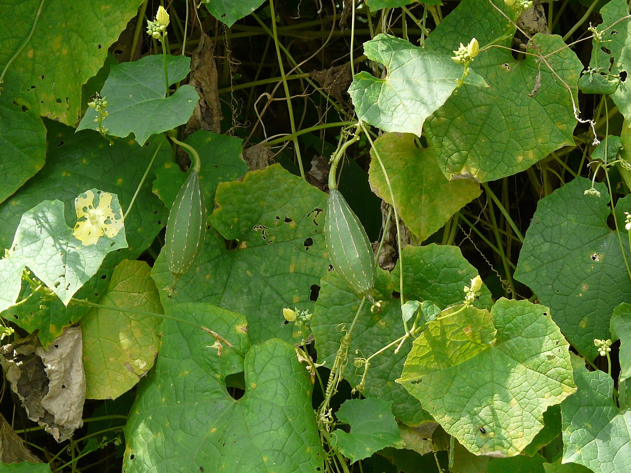 Luffa acutangula var. amara (Roxb.) C.B.Clarke