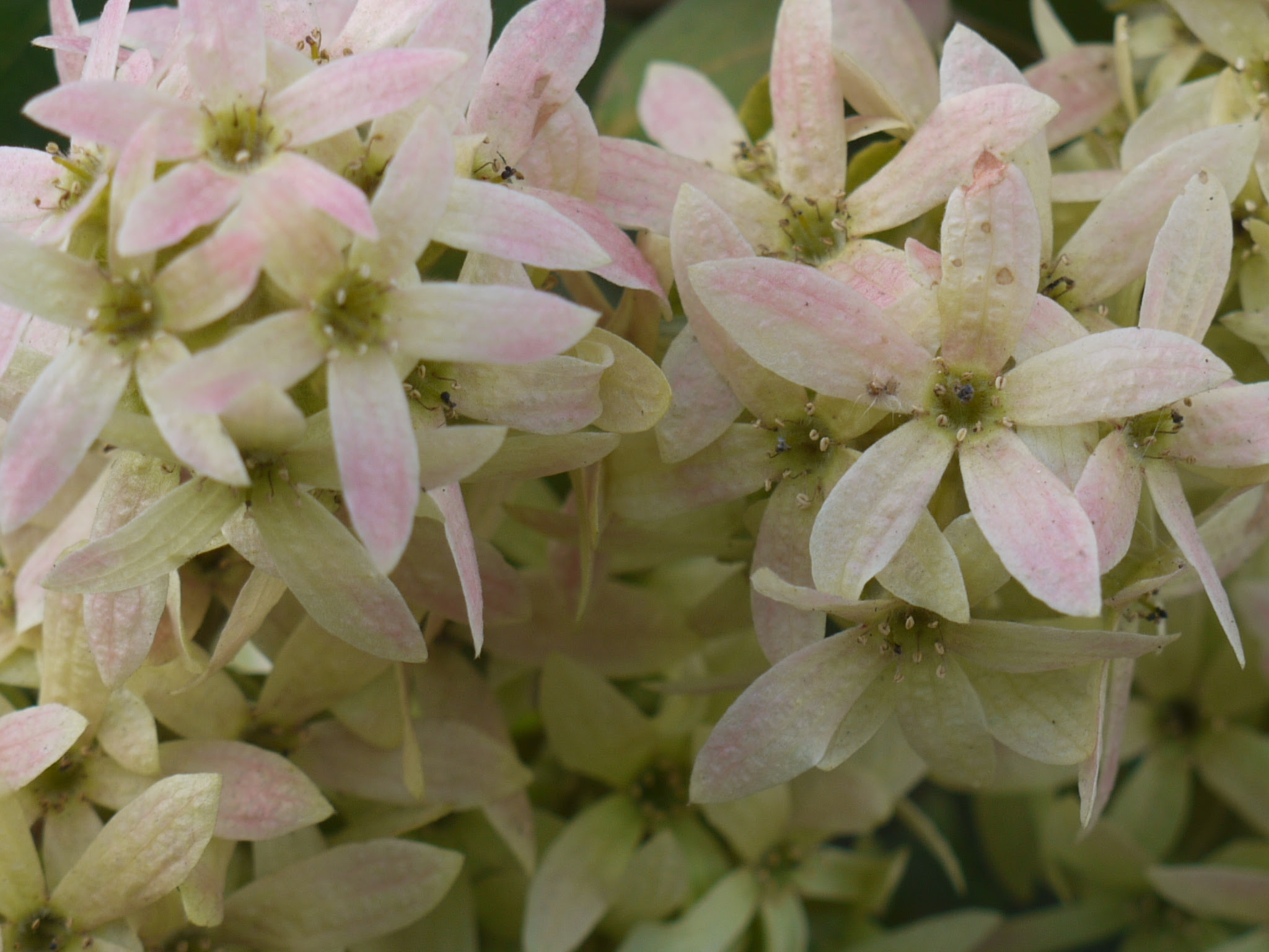 Getonia floribunda Roxb.