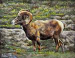 The Great Horn Sheep - Posted on Friday, February 20, 2015 by Eileen Fong