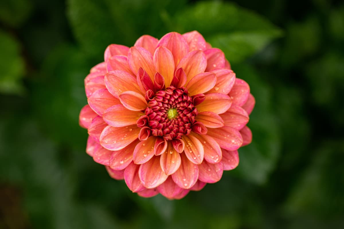 A clinical study has found that compounds found in the dahlia flower petals act on the brain to improve blood glucose levels in type 2 diabetics