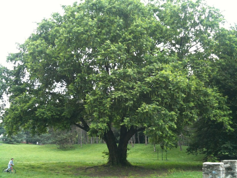 albero pellerina foro ambmIMG_1853