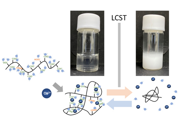 Thermoreponsive mechanism of an LCST-type thermoresponsive polymer