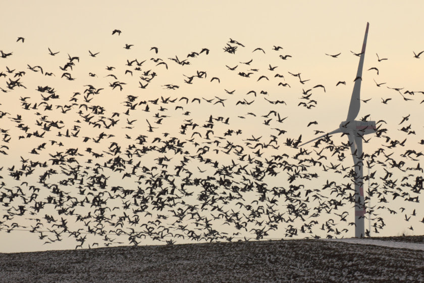 La mortalidad de aves y
                                          murciélagos se dispara con los
                                          grandes aerogeneradores de
                                          última generación