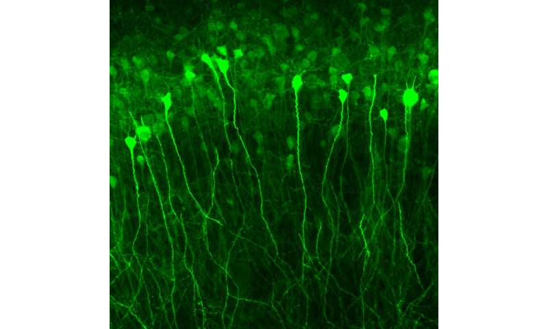 Gene therapy targeting overactive brain cells could treat neurological disorders