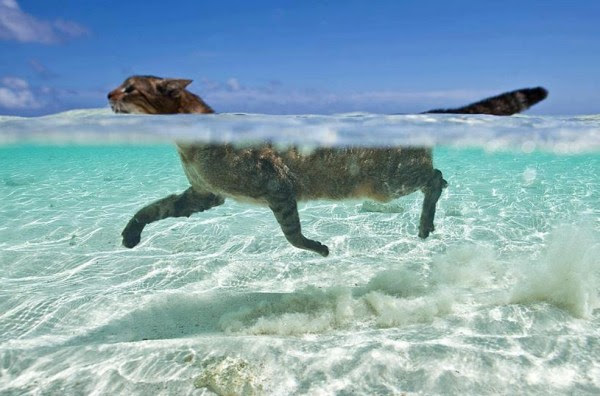 Top 10 Pictures of Cats Swimming