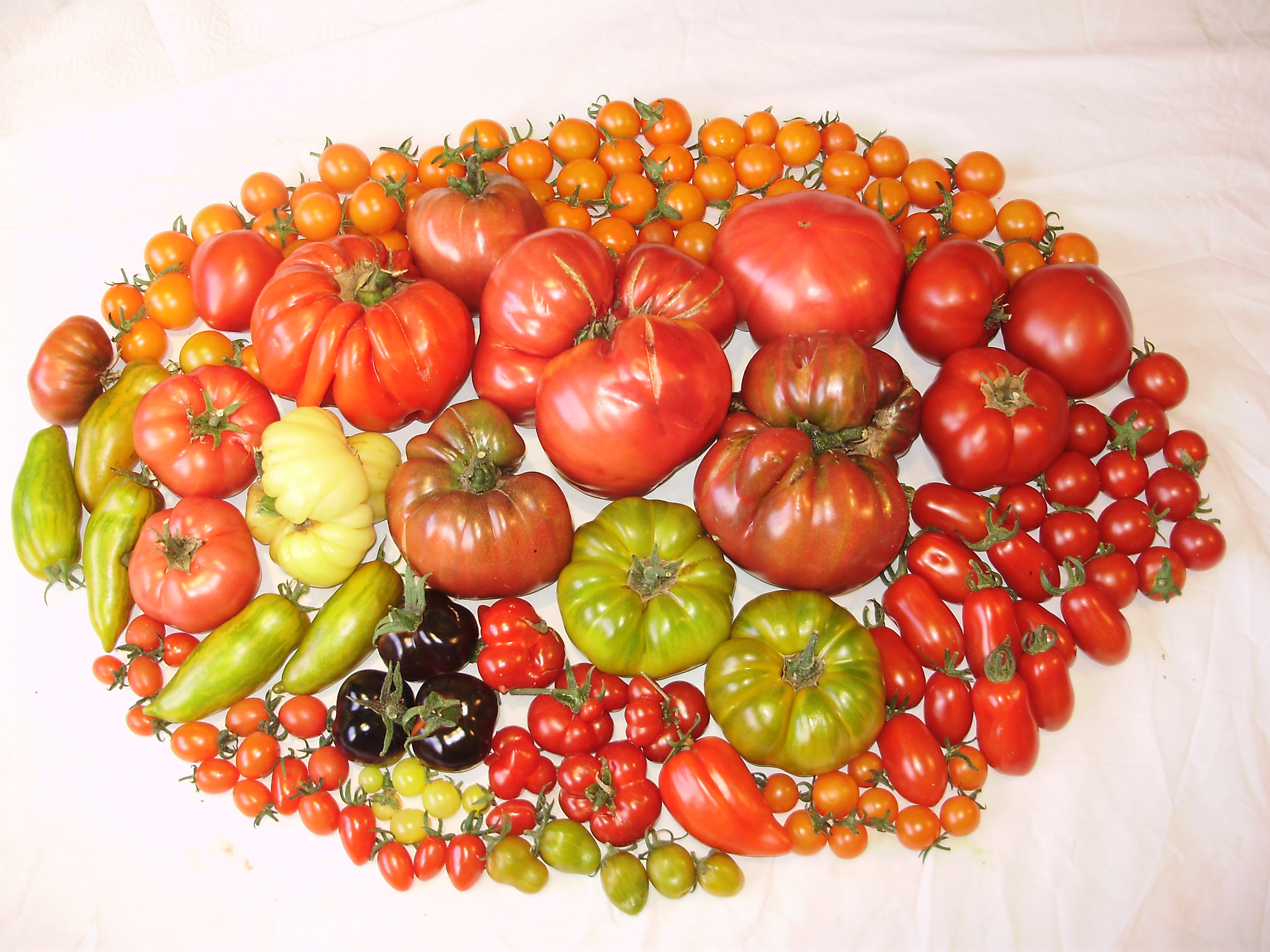 A selection of the 47 fantastically diverse varieties of tomatoes  I grew for the first 'Totally Terrific Tomato Festival' in 2012 - a feast for the eyes.