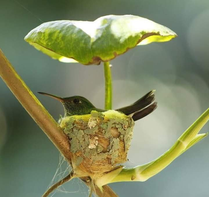 Hummingbird-in-Shaded-Nest