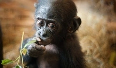 Young bonobo eating some leaves