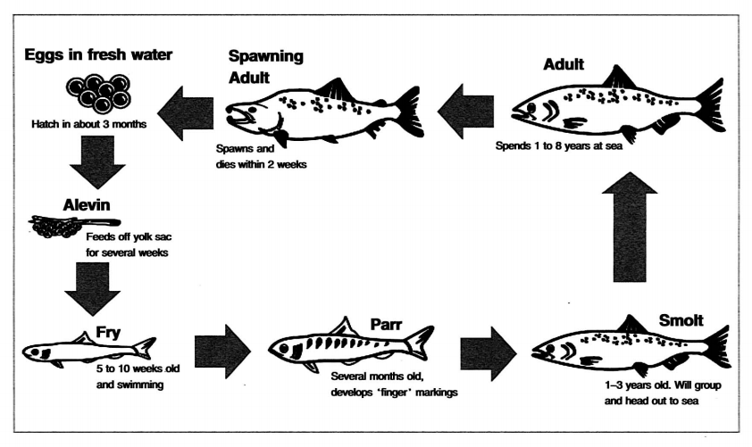 Ielts Ielts Academic Task 1 Flow Chart