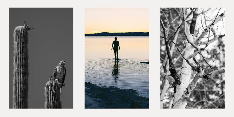 On the left we see a black and white image of a hawk perched on a cactus. On the right we see a black and white image of twisting tree branches. In the center is a color photo of a person walking into a lake a sunset, ripples emanating through the water from their steps.