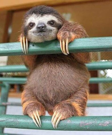 Friday-Sloth-hanging-on