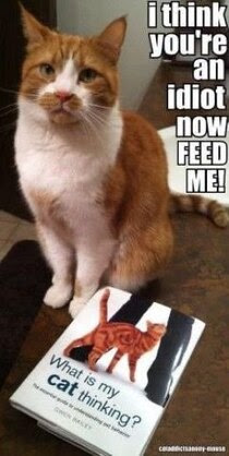 Cat-thinks-feed-me