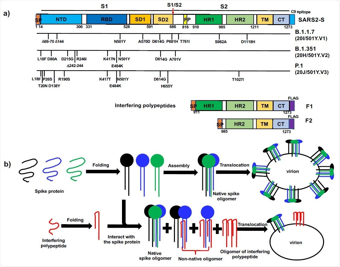 The concept of polypeptide-based protein interference against coronavirus spike proteins. a). Domain organization of COVID-19 SARS2-S, the mutations in recent variants and the design of interfering polypeptides F1 and F2. SP: Signal peptide; NTD: N-terminal domain; RBD: receptor-binding domain; SD1: subdomain 1; SD2: subdomain 2; FP: fusion peptide; HR1: heptad repeat 1; HR2: heptad repeat 2; TM: transmembrane domain; CT: Cytoplasmic tail. The cleavage at S1/S2 (red arrow) gives rise to N-terminal S1 fragment and C-terminal S2 fragment. The signal peptide sequence at the extreme N-termini of F1 and F2 allowed the polypeptides to be translocated in the same way as COVID-19 SARS2-S. At the extreme C-termini, SARS2-S had a C9 epitope recognized by C9-rhodopsin antibody 1D4, while both F1 and F2 had a FLAG-tag. b). Diagram of polypeptide-based interference targeting coronavirus spike proteins. Top row: in the normal situation, the spike proteins were synthesized, folded and formed native spike oligomers, which were anchored on virion envelope. Bottom row, interfering polypeptides formed nonnative oligomers with the wild-type spike proteins, thus reducing the level of native spike oligomers on the envelope of new virions.