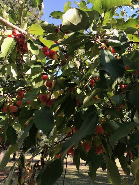 berry tree