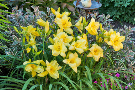 TOP-RATED PLANTS FOR EASY MAINTENANCE Going-Bananas-Daylily-landscape_Proven-Winners