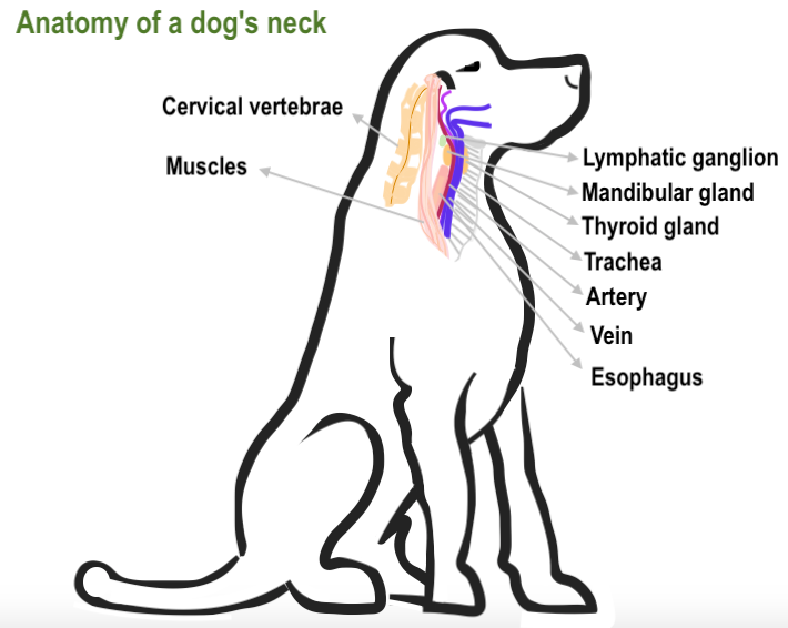 Why is important the width of our dog's collar?
