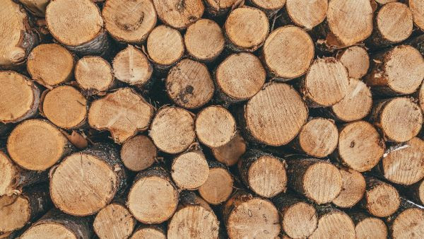 Image of the ends of cut logs neatly stacked