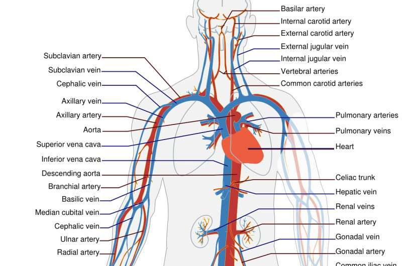 circulatory system