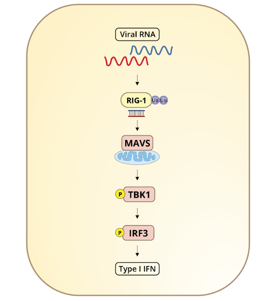 Luciferase activity