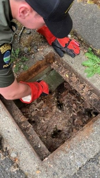 ECO carefullly picks up small duckings from storm drain