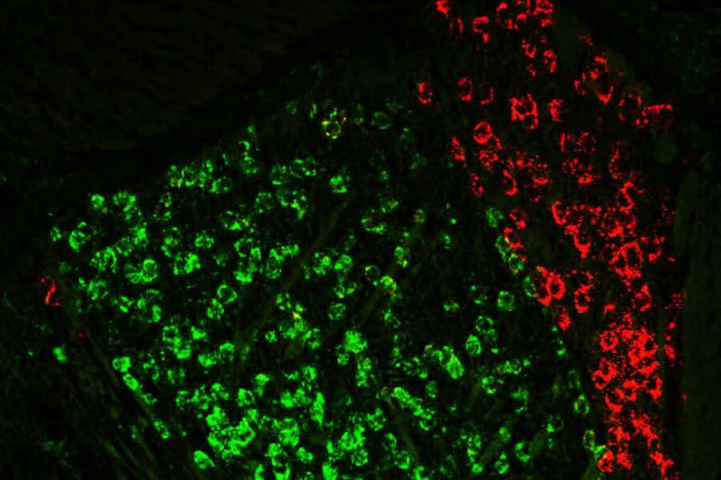 A brain circuit in the thalamus helps us hold information in mind