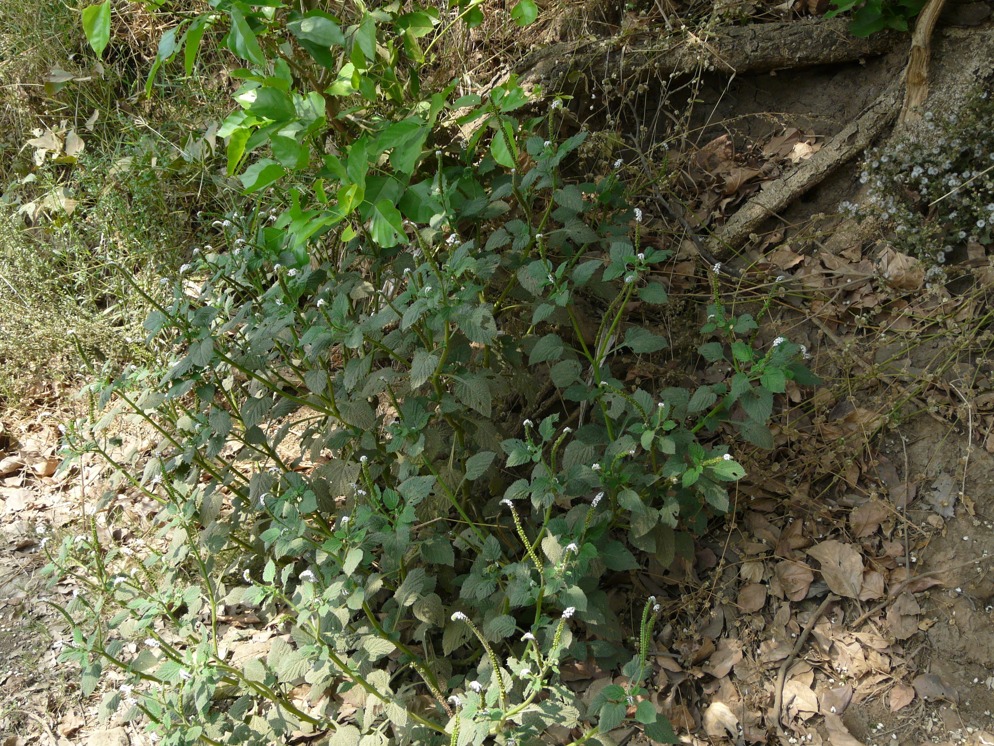 Heliotropium indicum L.