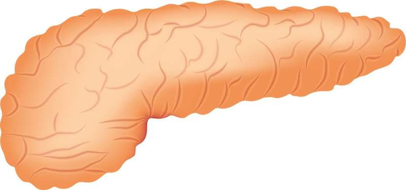 pancreas