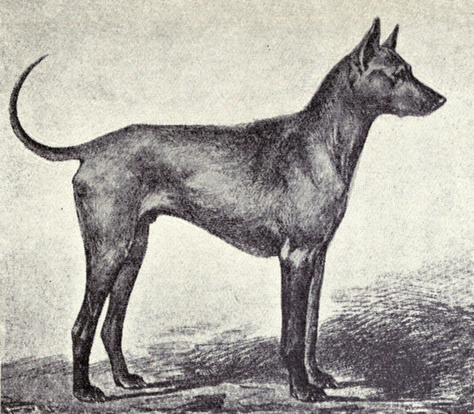 File:Phu-Quoc Greyhound from 1915.JPG