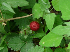 Indian Strawberry