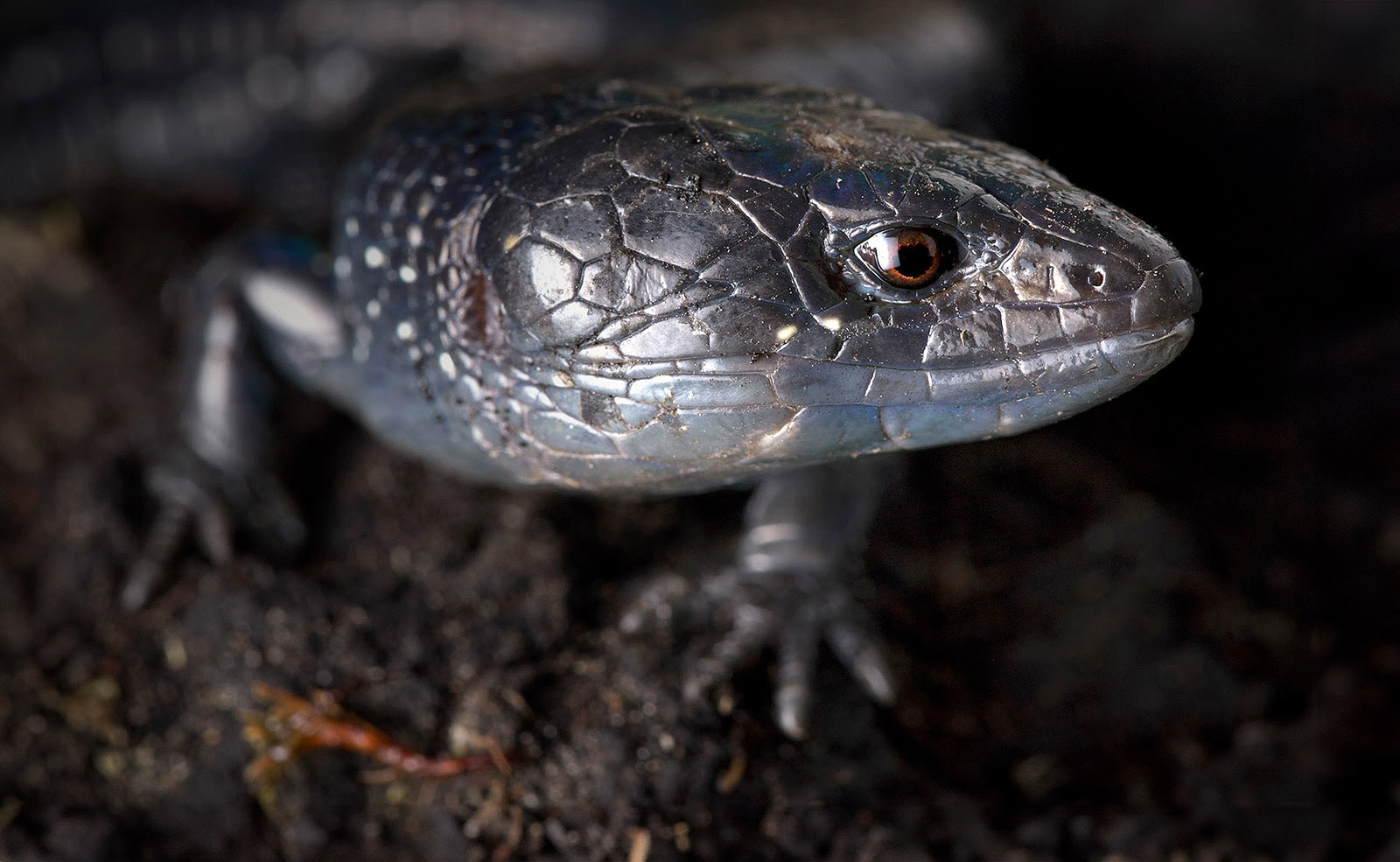 Close-up photo of a lightbulb lizard