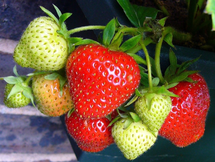 A group of strawberriesDescription automatically generated