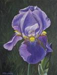 'Iris for L.' - Posted on Wednesday, March 18, 2015 by Kathryn Houghton