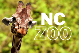 go open nc zoo