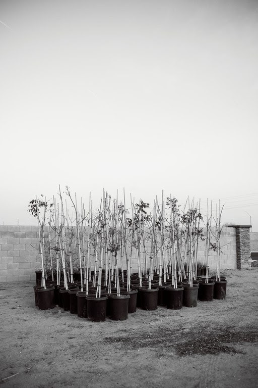 Trees planting, Casa Grande