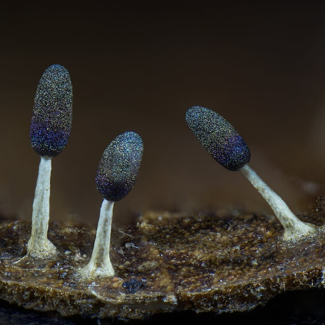 Fruiting bodies of Diachea leucopodia, a species of slime mold. Photo by Sypster, CC BY-NC.