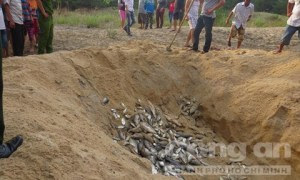 Tiêu hủy cá chết ở thị trấn Thuận An, huyện Phú Vang, Thừa Thiên – Huế- Ảnh: Hoàng Quân 