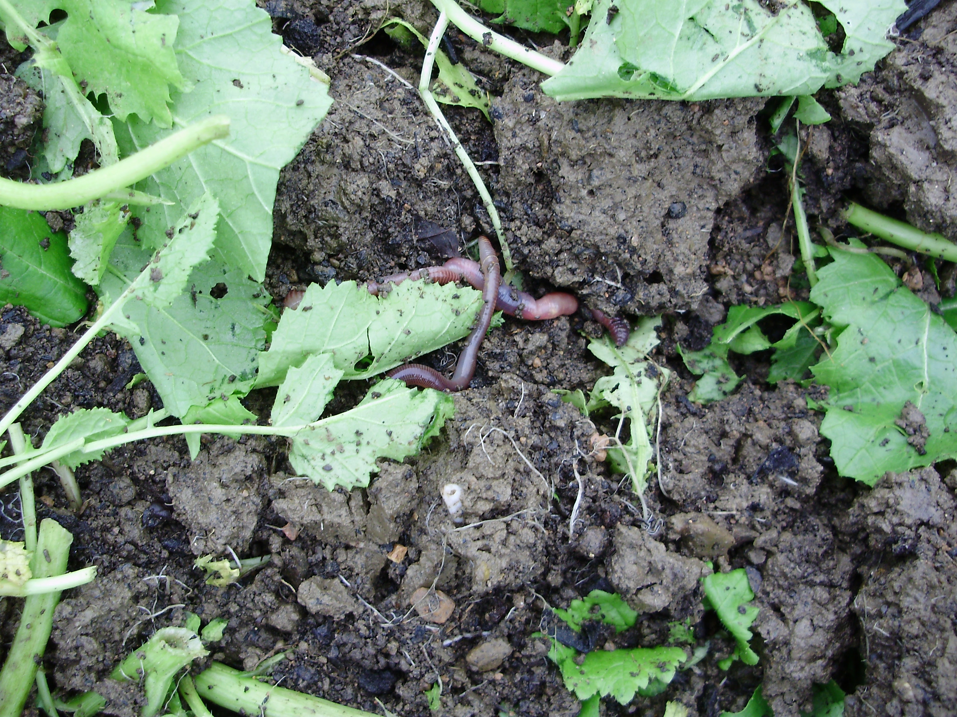 Worms already getting to work on the green manure mustard after cutting down & forking in.