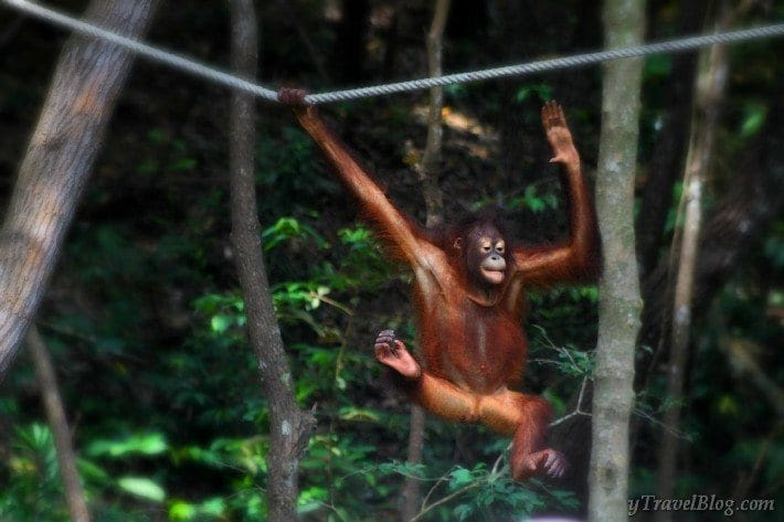 Image result for images of orangutans gone wild