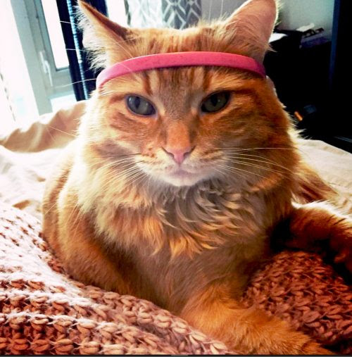 hewitt the cat