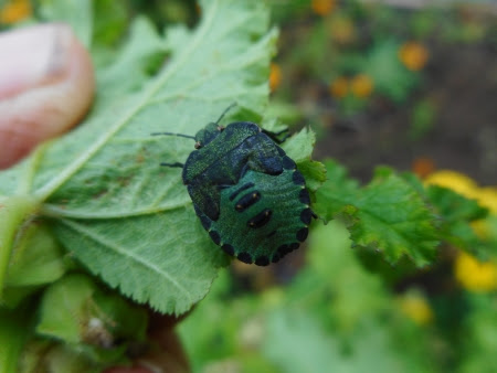 Intricately-marked and beautiful Shield Bug hiding under a leaf! Intricately-marked and beautiful Shield Bug hiding under a leaf!