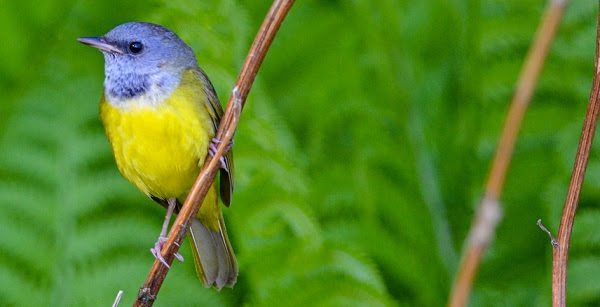 a yellow-bodied, bright blue-headed mourning warbler perches on a thin, brown twig, with bright green ferns in background