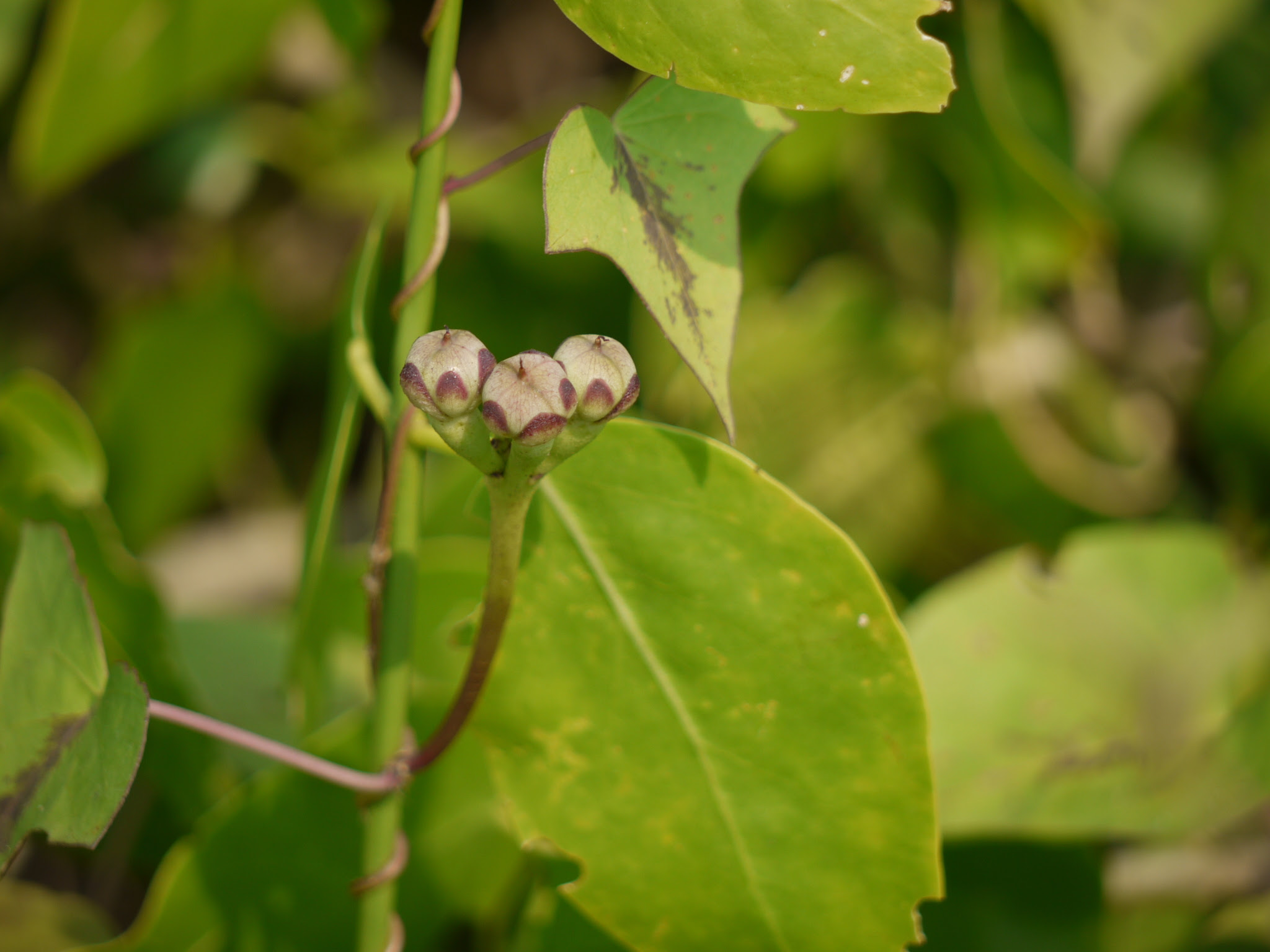 Ipomoea sagittifolia Burm.f.