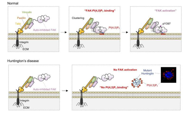 Discovery of the causes of brain dysfunction in patients with Huntington's disease