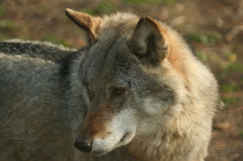 File:Canis lupus Białowieża p.jpg