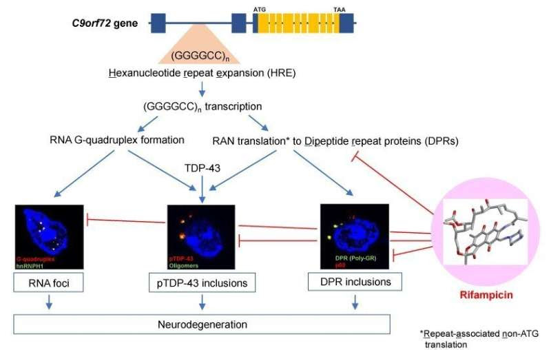 Stopping C9orf72-linked dementia in mutant mice with antibiotic rifampicin