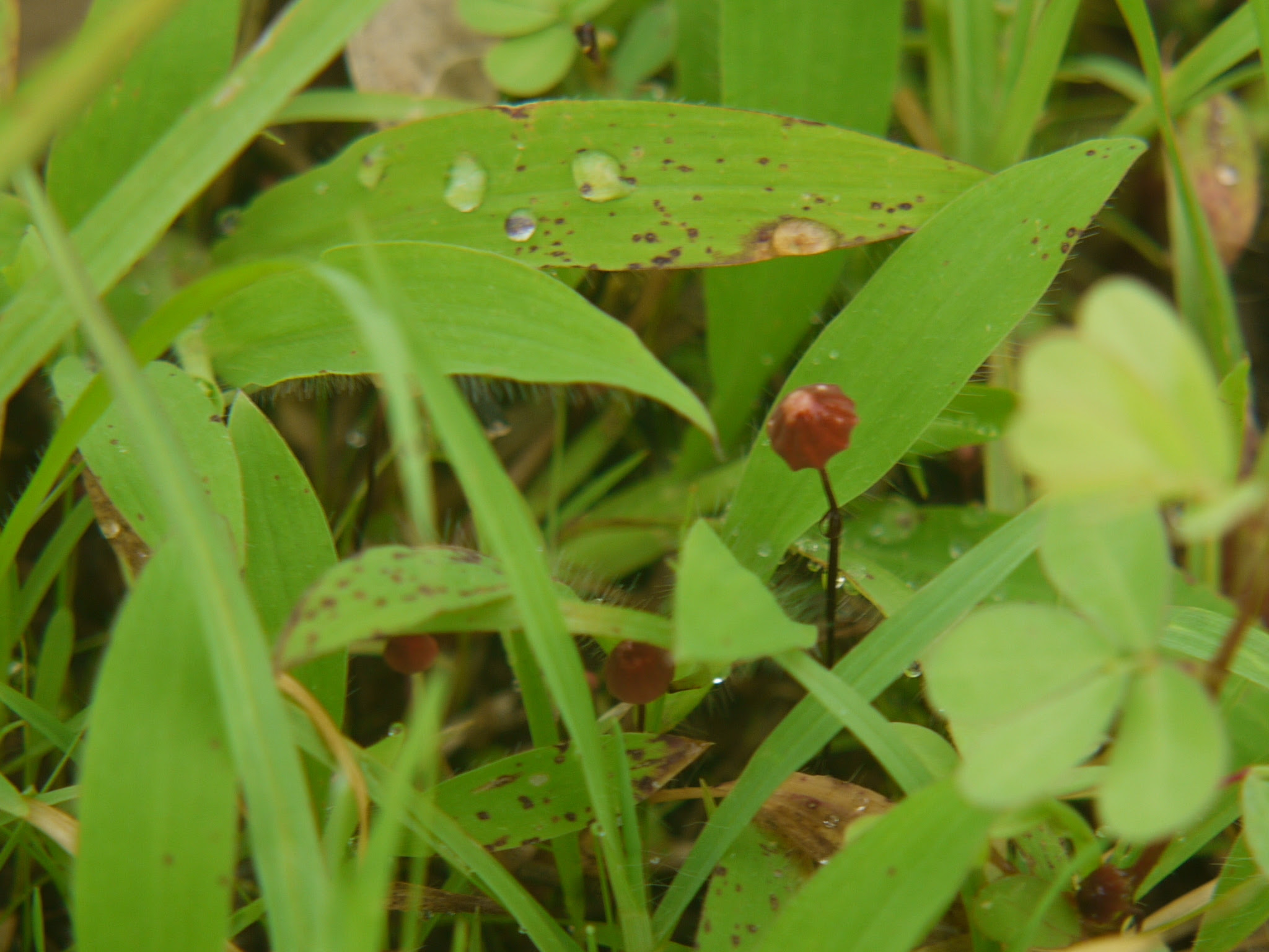 Marasmius sp. ... FOR ID