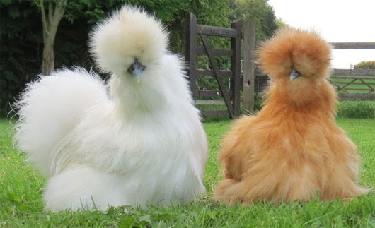 Gà không có một cọng lông, gà lùn, gà không đuôi và những loại gà kỳ lạ nhất trên thế giới - Ảnh 8.
