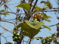 Bhadraparni (Hindi: भद्रपर्णी)